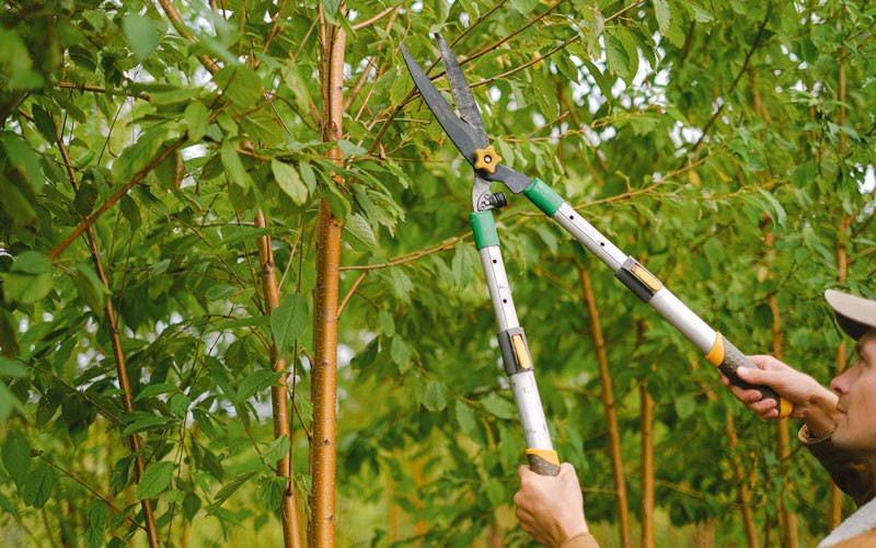 Tree trimming in Loganton, PA